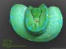 Baumpython High Yellow Blue Line  - 